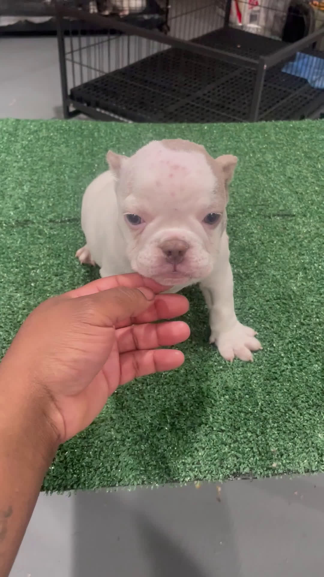 American Bully dogs for sale: Angel  - Video 1