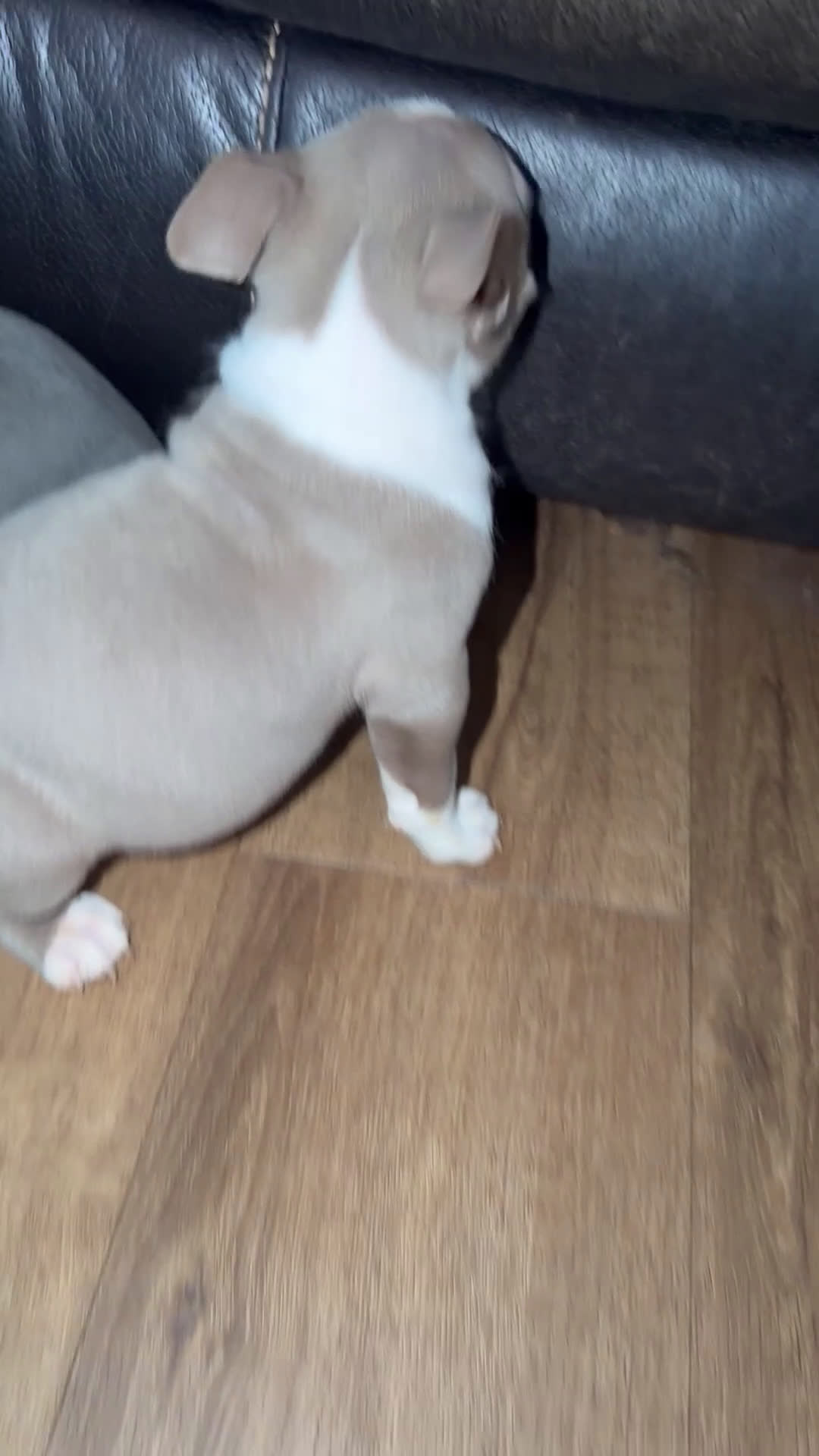 American Bully dogs for sale: American Bully Puppy 2 - Video 1