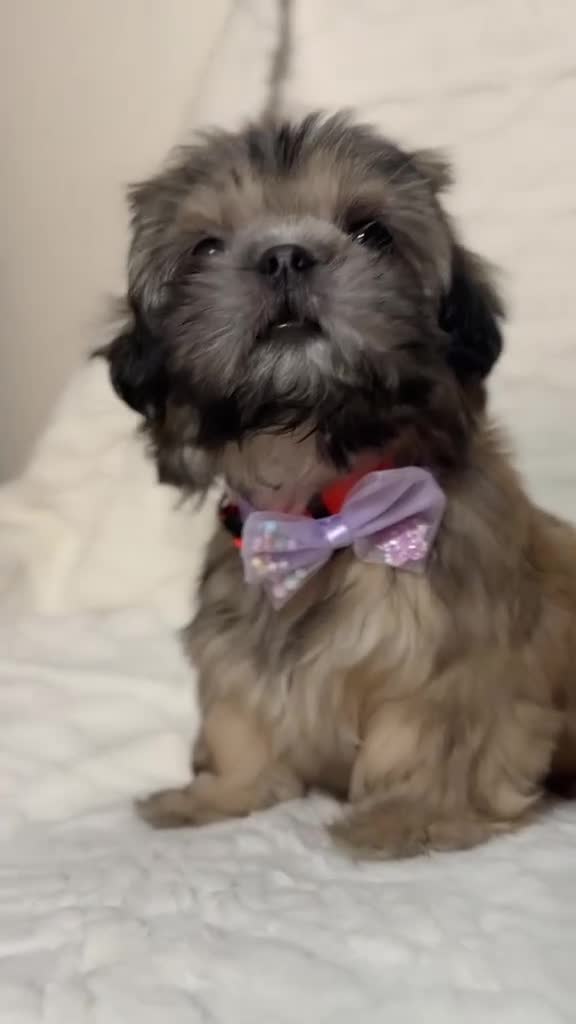 Shih Tzu dogs for sale: "Twin B" Shih Tzu Puppy 4 - Video 1