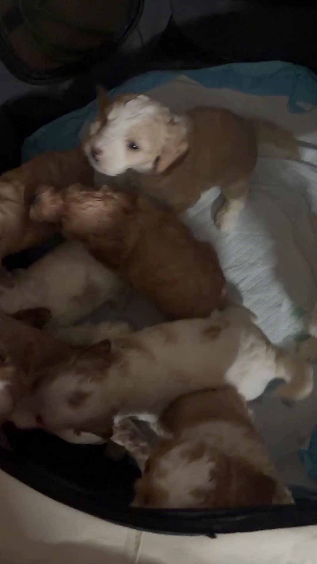 Mixed Breed dogs for sale: Buster - Video 1