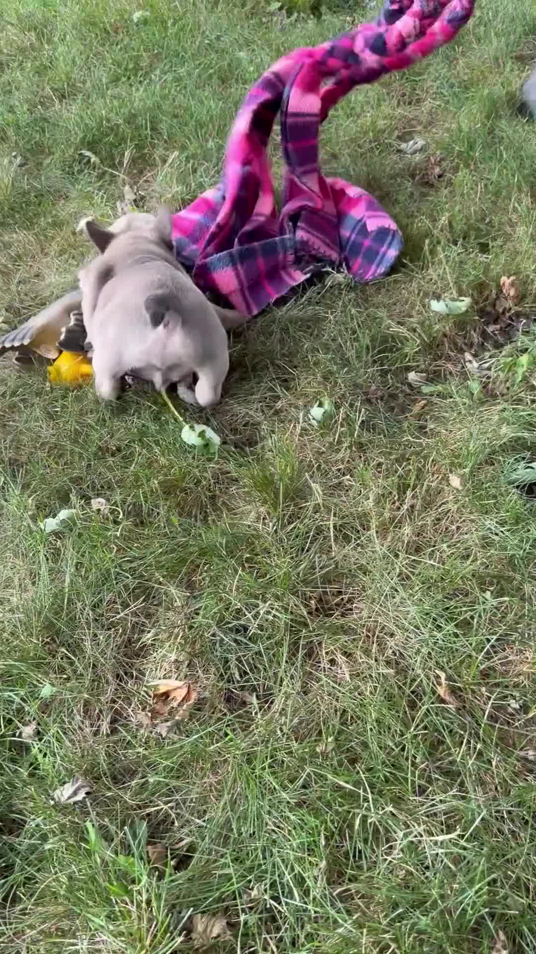 French Bulldog dogs for sale: Smokey - Video 1