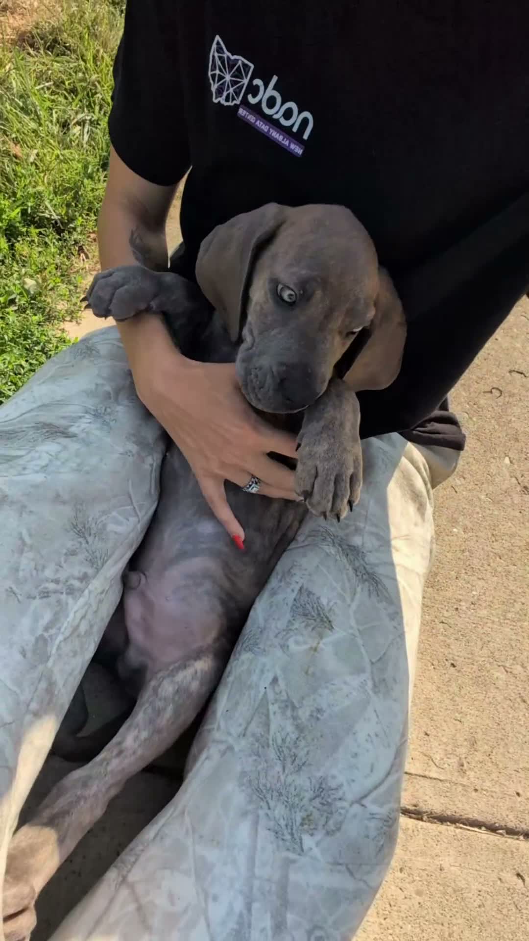 Great Dane dogs for sale: Draco-male - Video 1