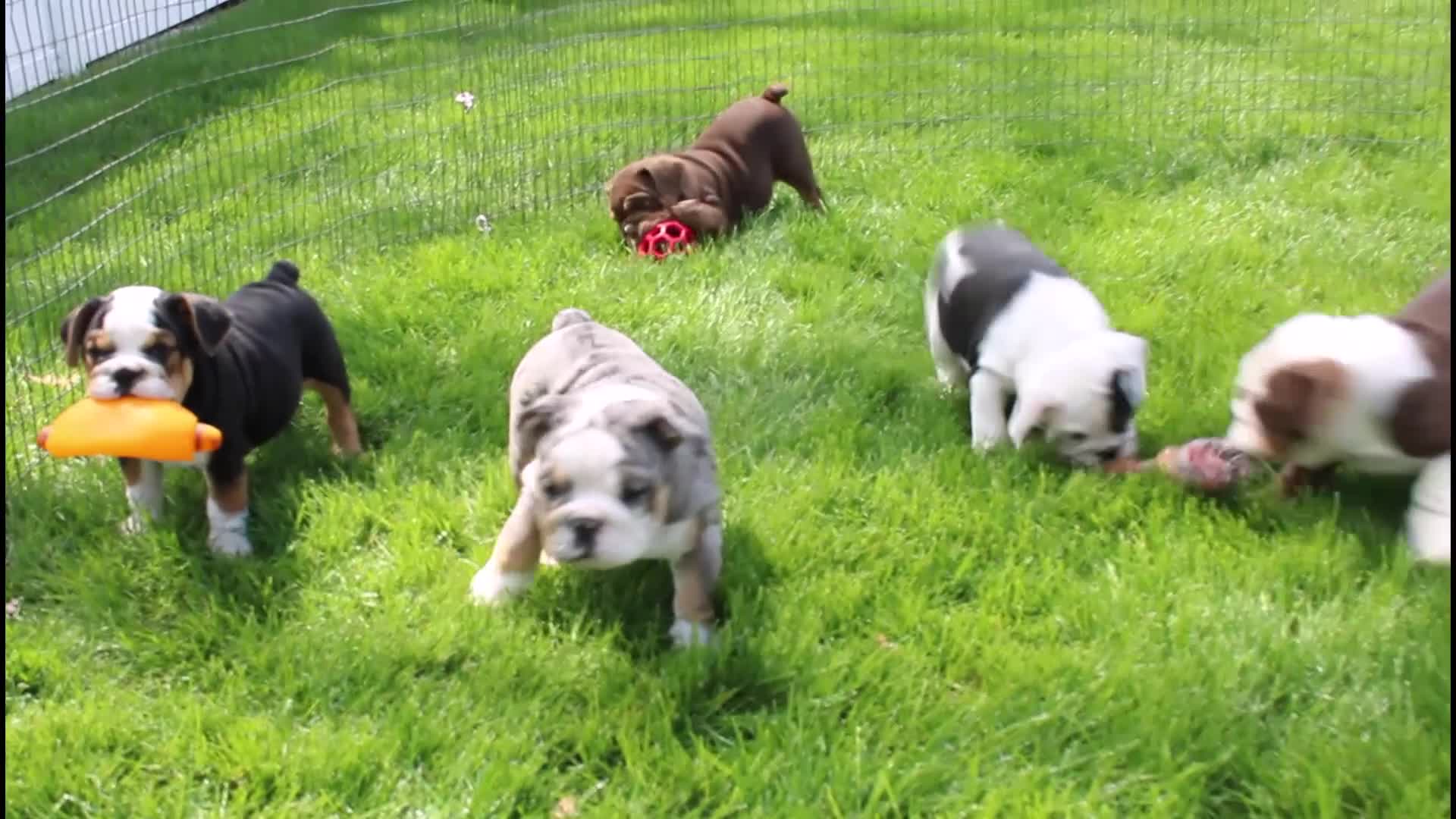 English Bulldog dogs for sale: Mabel - Video 1