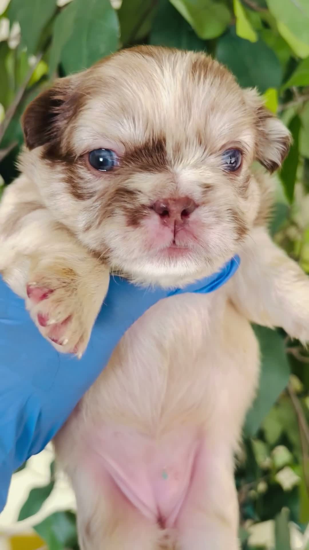 French Bulldog dogs for sale: Fluffy frenchie - Video 1
