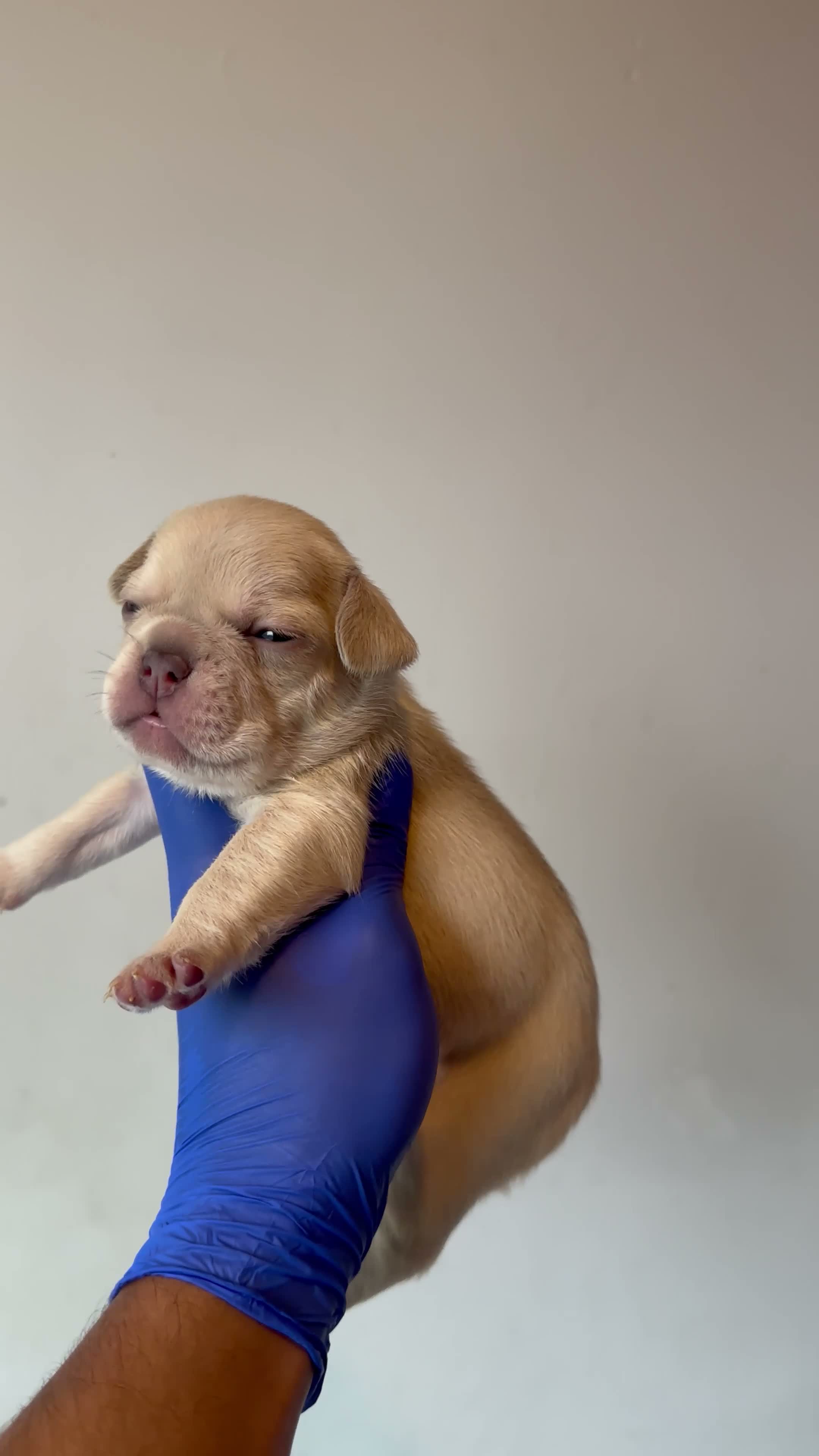 French Bulldog dogs for sale: Bella - Video 3