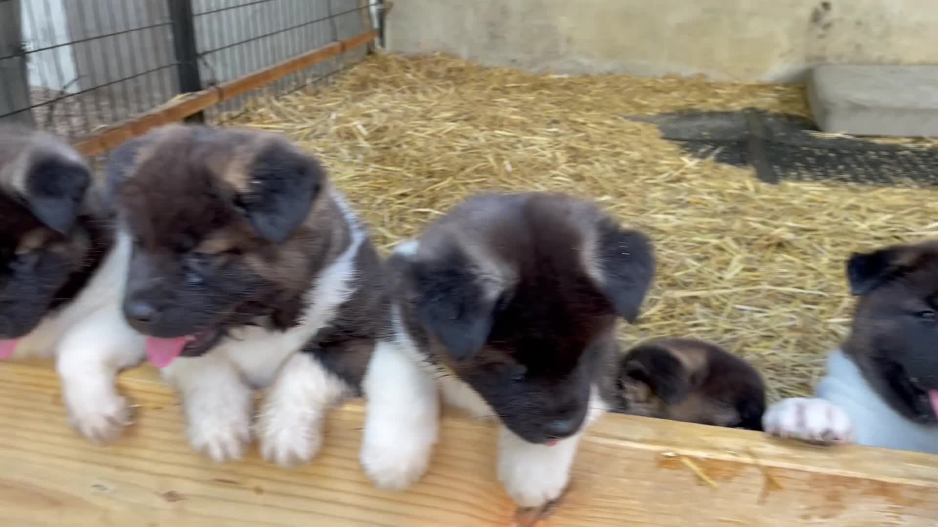 Akita dogs for sale: Bear - Video 1