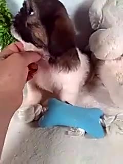 Shih Tzu dogs for sale: Bruno - Video 1