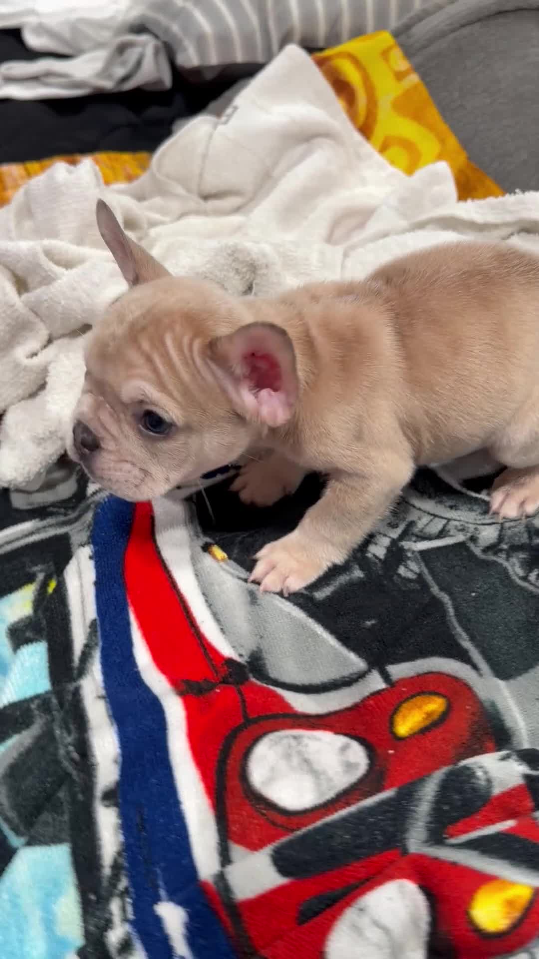 French Bulldog dogs for sale: French Bulldog Puppy 1 - Video 1