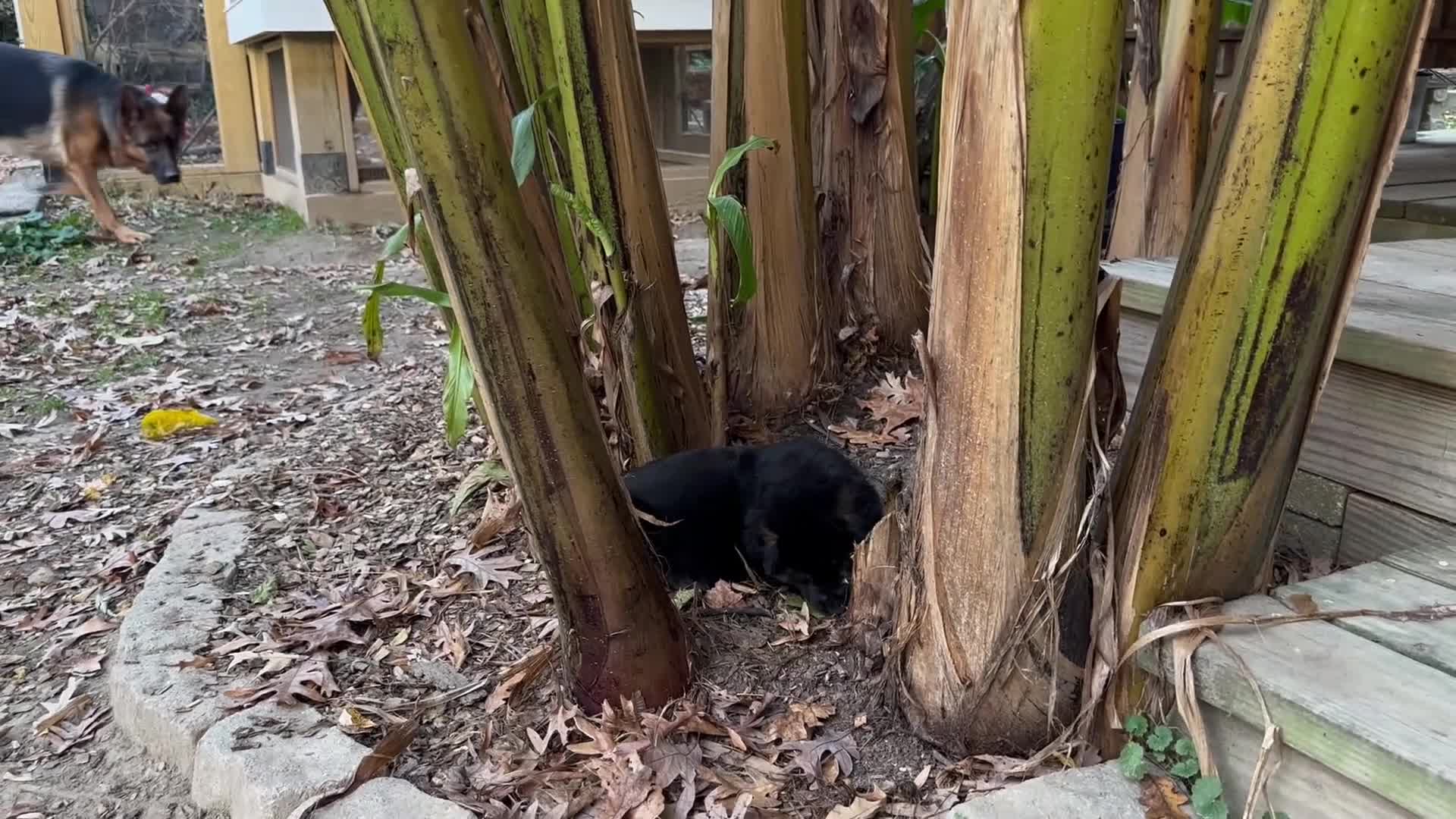 German Shepherd dogs for sale: German Shepherd 3 - Video 1