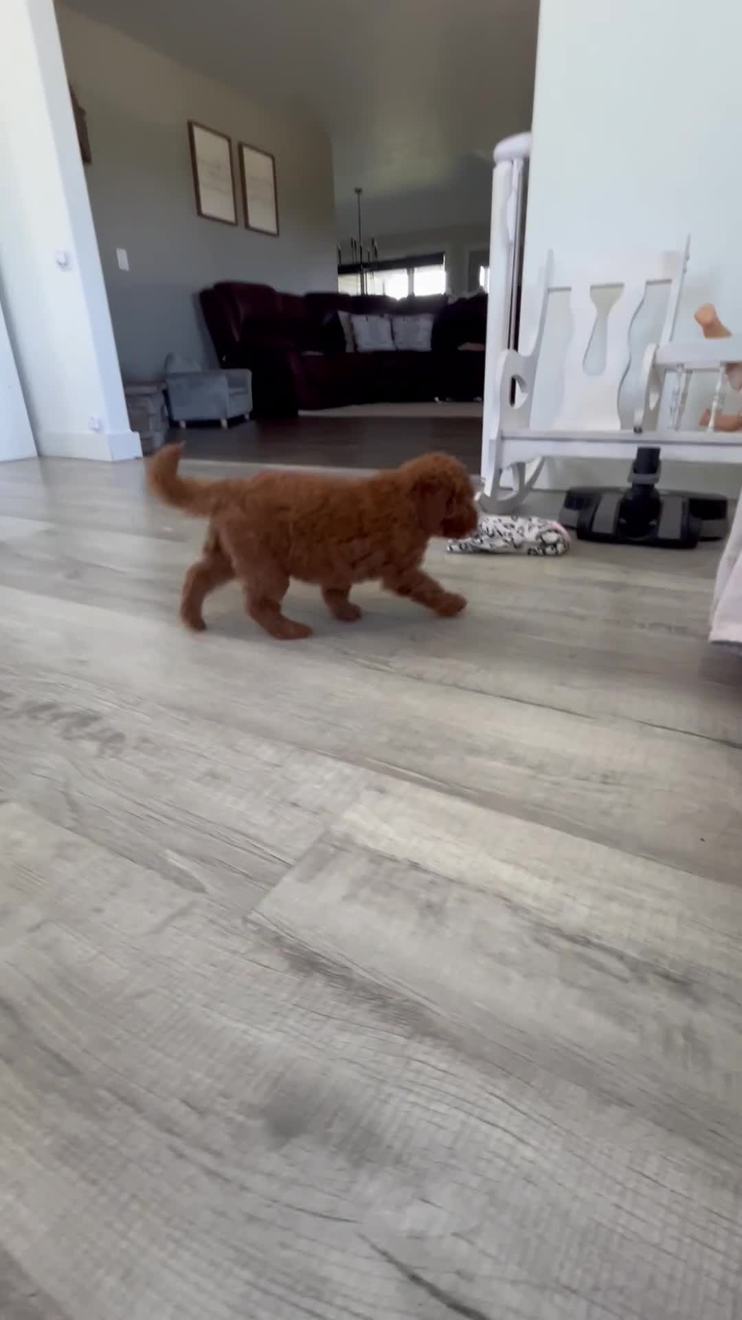 Mini Goldendoodle dogs for sale: Adalee - Video 1