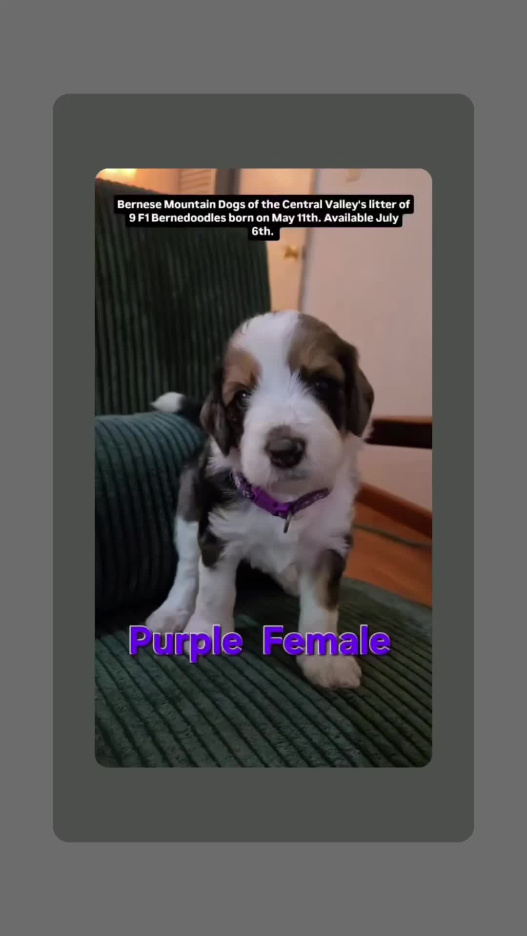 Bernedoodle dogs for sale: Bernedoodle 5 Pink collar  - Video 2