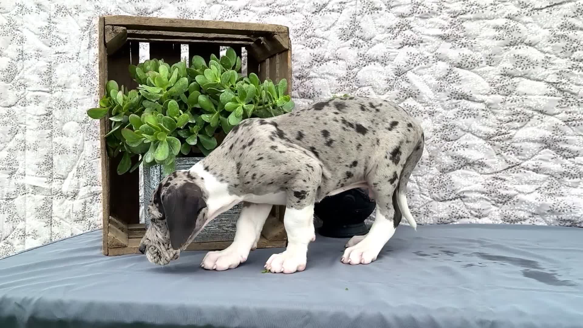 Great Dane dogs for sale: Zander - Video 1