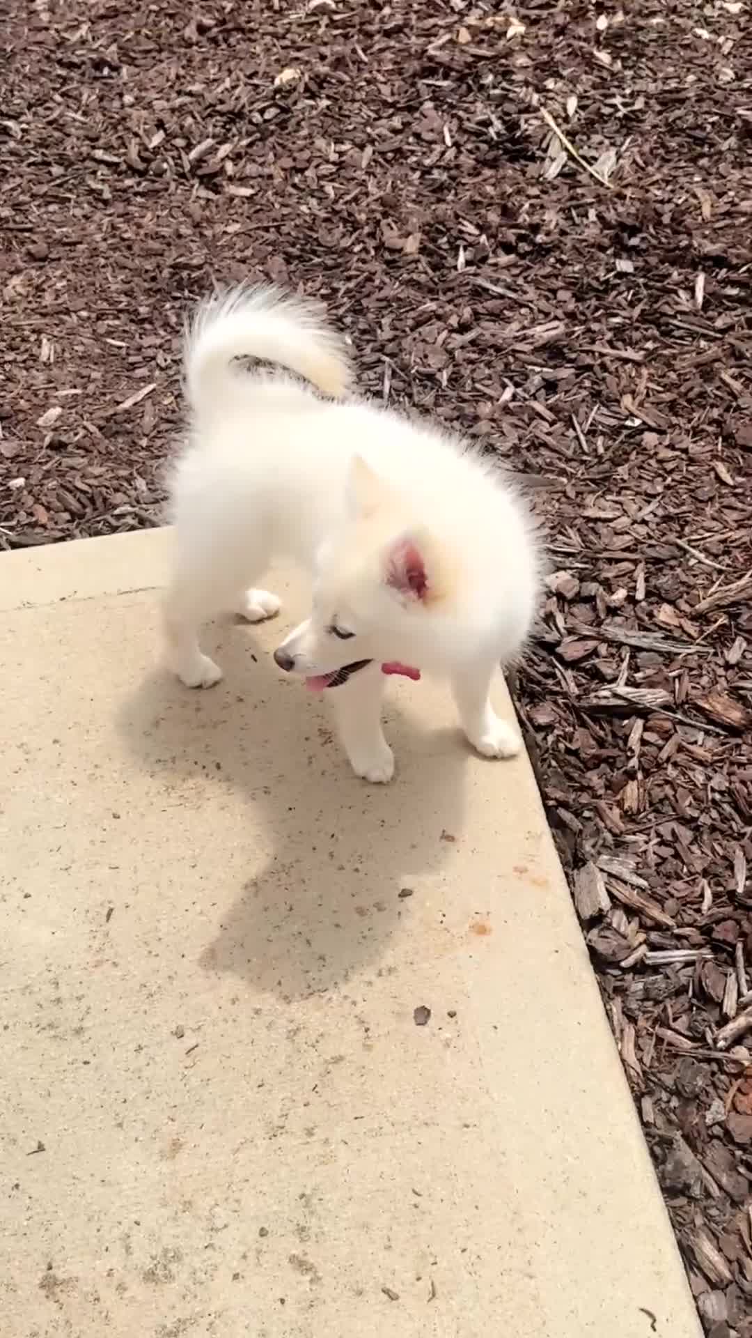 Pomeranian dogs for sale: Coco - Video 1
