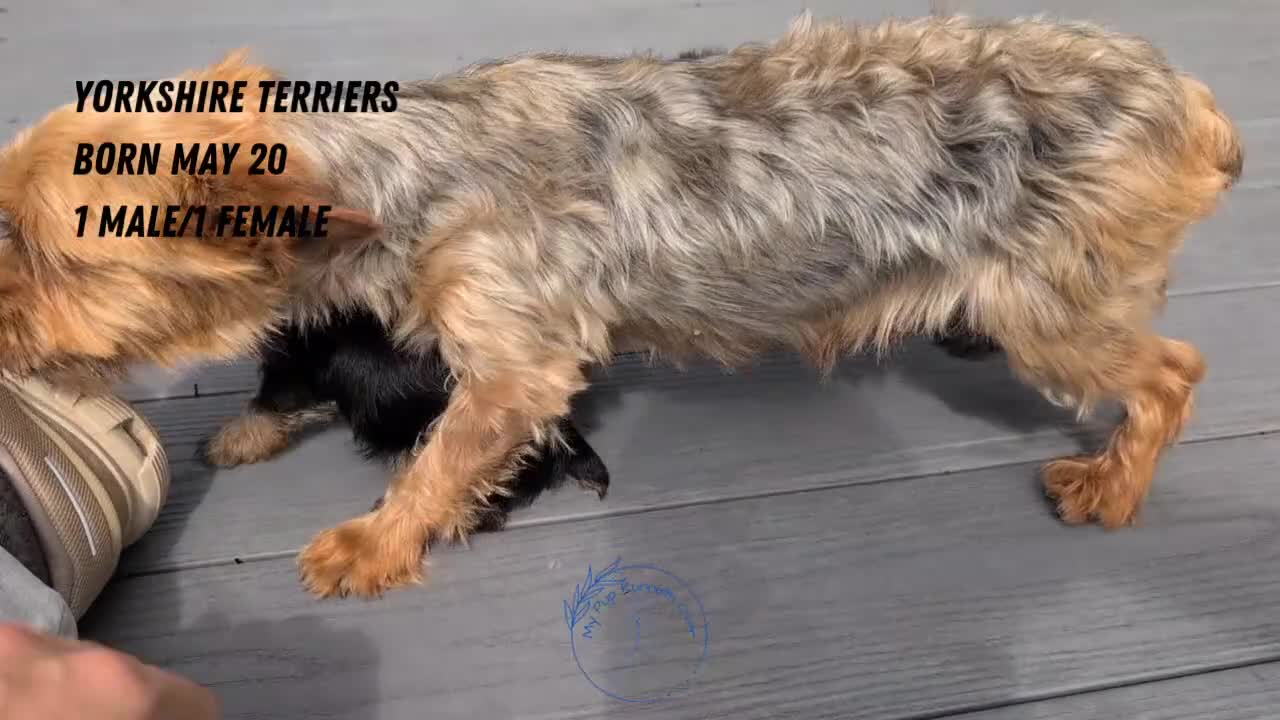 Yorkshire Terrier dogs for sale: Gemma - Video 2