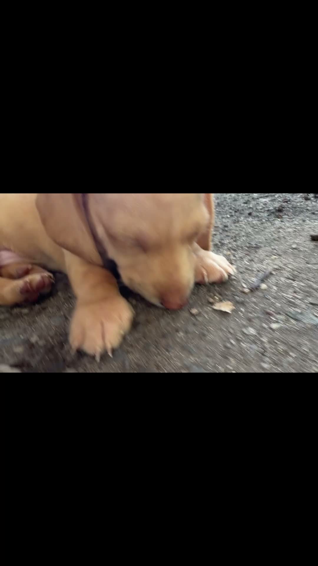 Mixed Breed dogs for sale: Mixed Breed 2 - Video 1