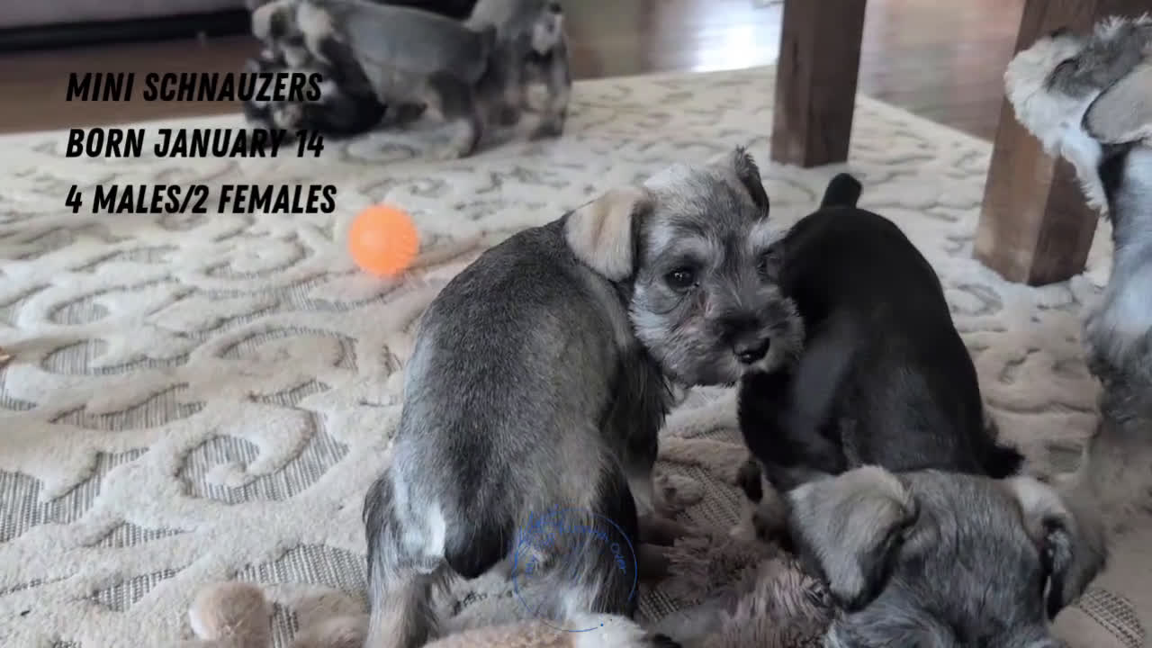 Miniature Schnauzer dogs for sale: Bear - Video 4