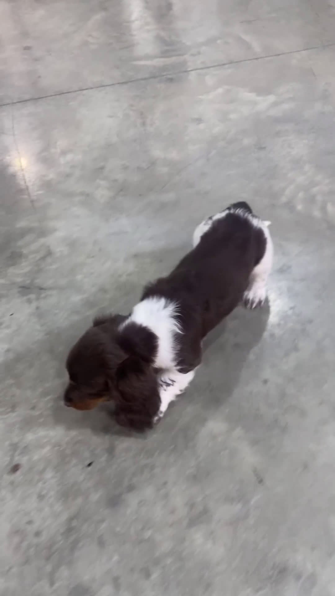 Miniature Dachshund dogs for sale: Chip - Video 1