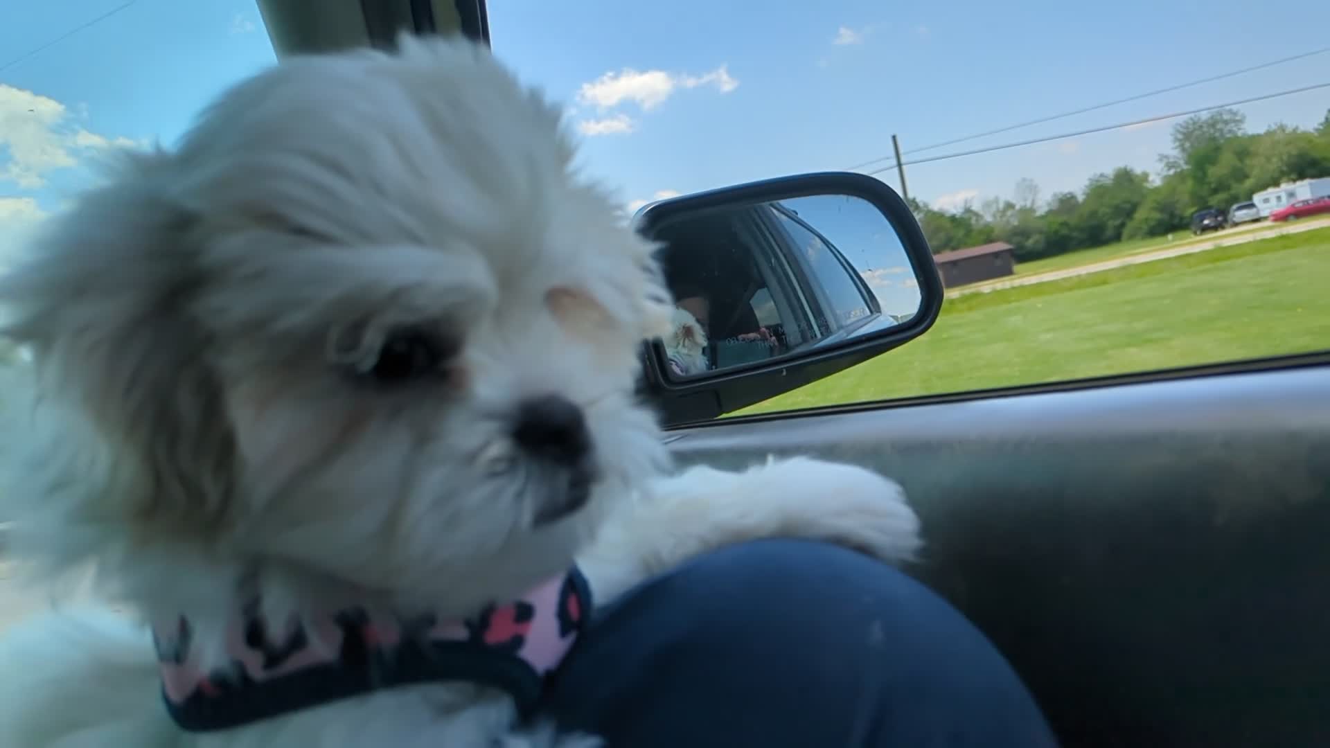 Malshi dogs for sale: Sherpa  - Video 1