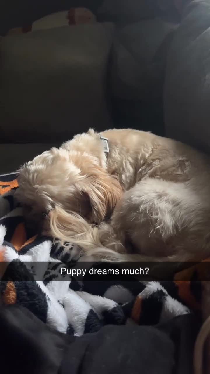 Shorkie dogs for sale: Shorkie Puppy 1 - Video 1