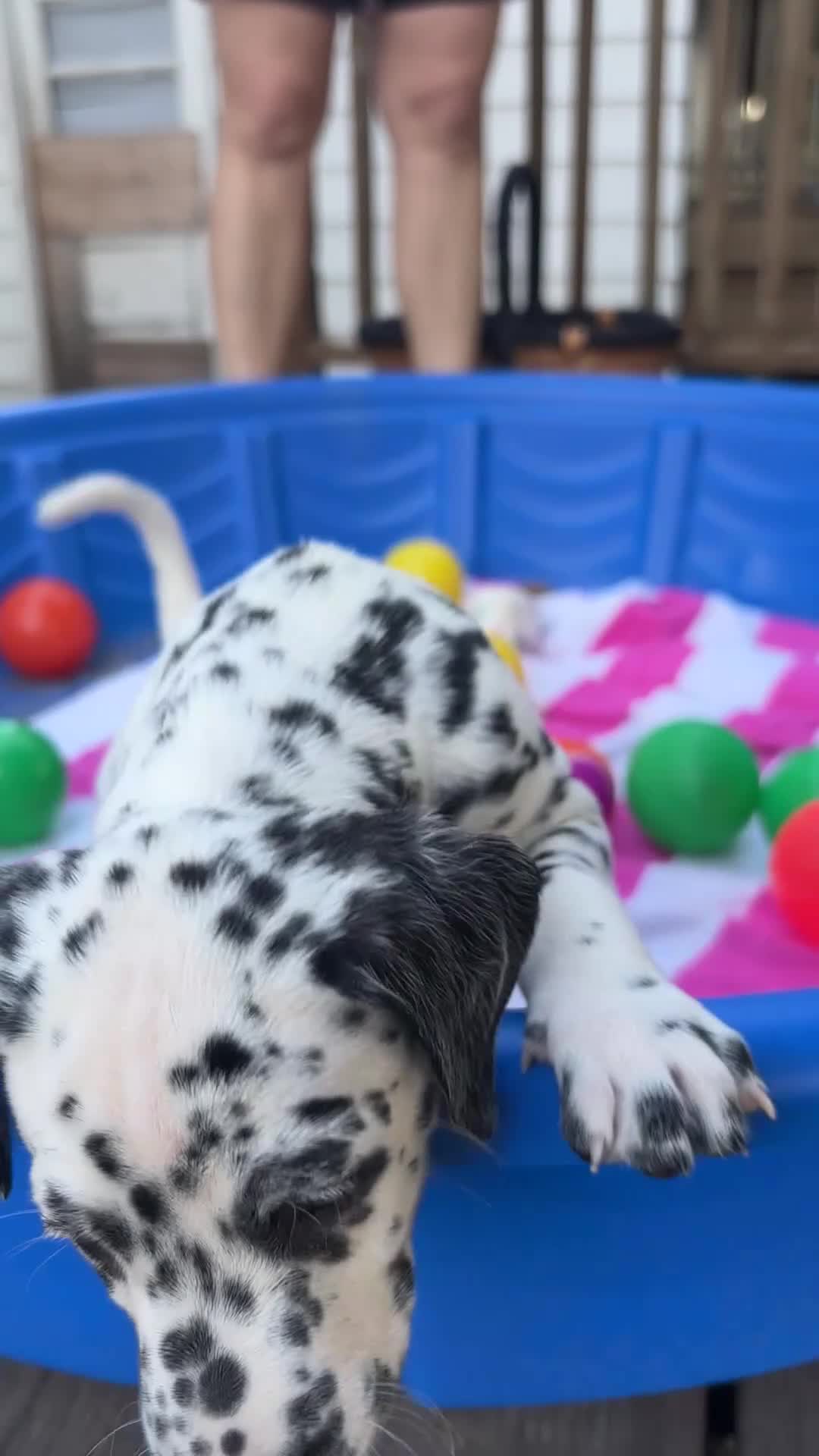 Dalmatian dogs for sale: Dalmatian 4 - Video 1