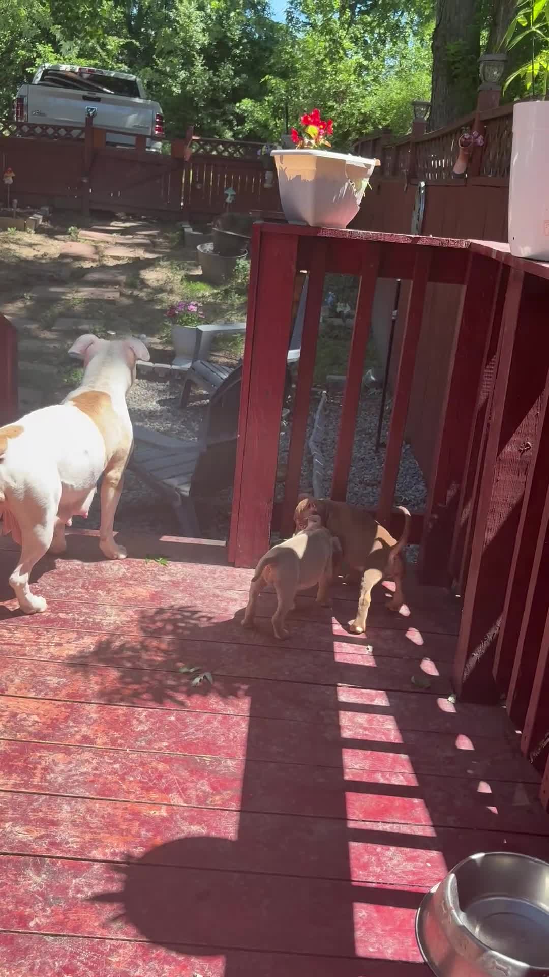 American Bully dogs for sale: American Bully Puppy 2 cinnamon  - Video 1