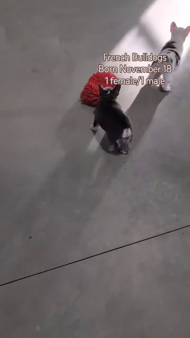 French Bulldog dogs for sale: Xander - Video 4