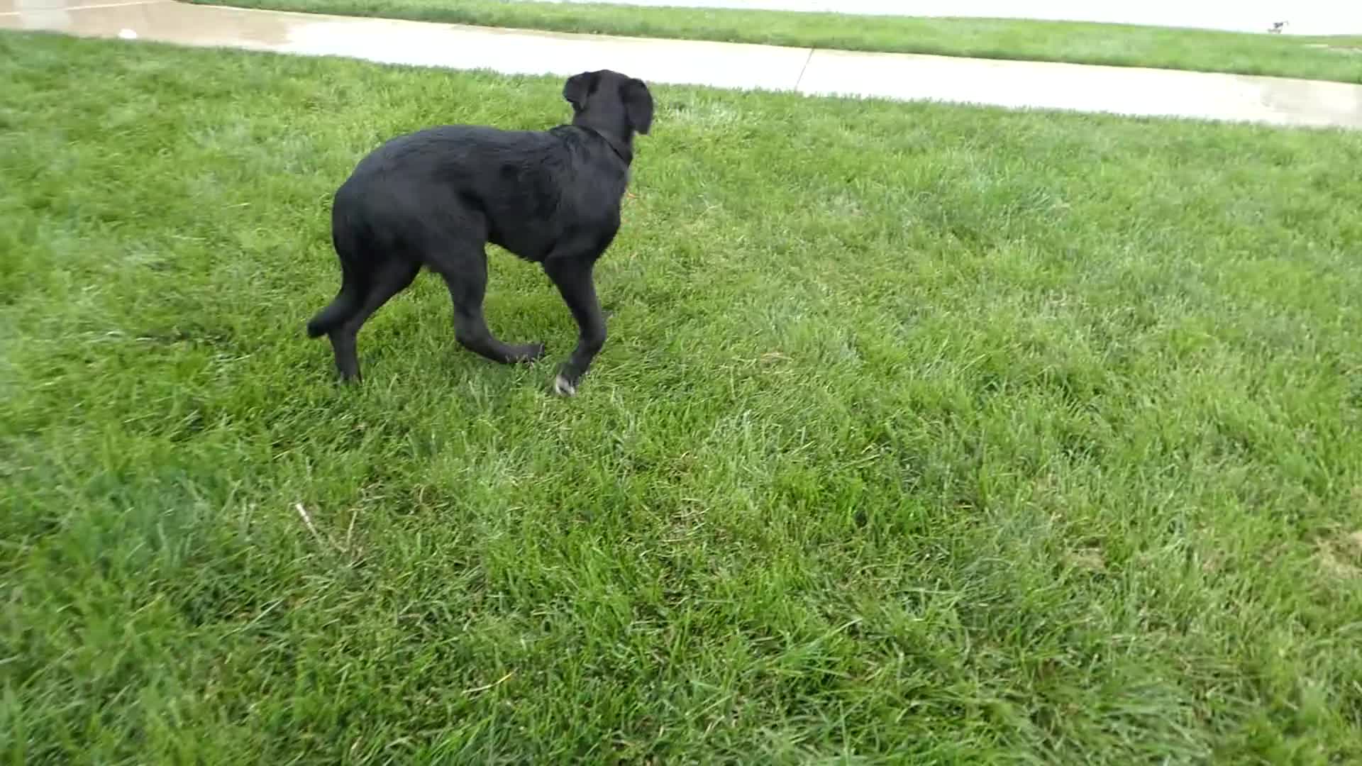 Sheprador dogs for sale: Golden Shepherd 6 Lucas - Video 1