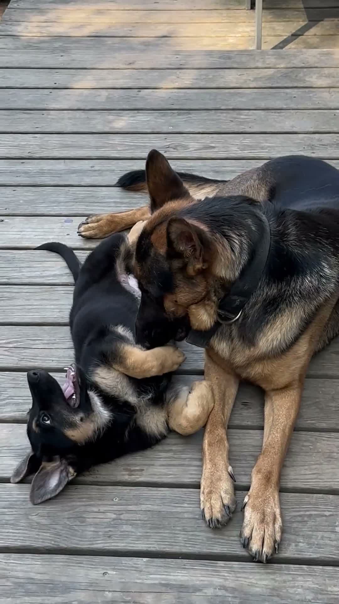 German Shepherd dogs for sale: German Shepherd 5 - Video 2