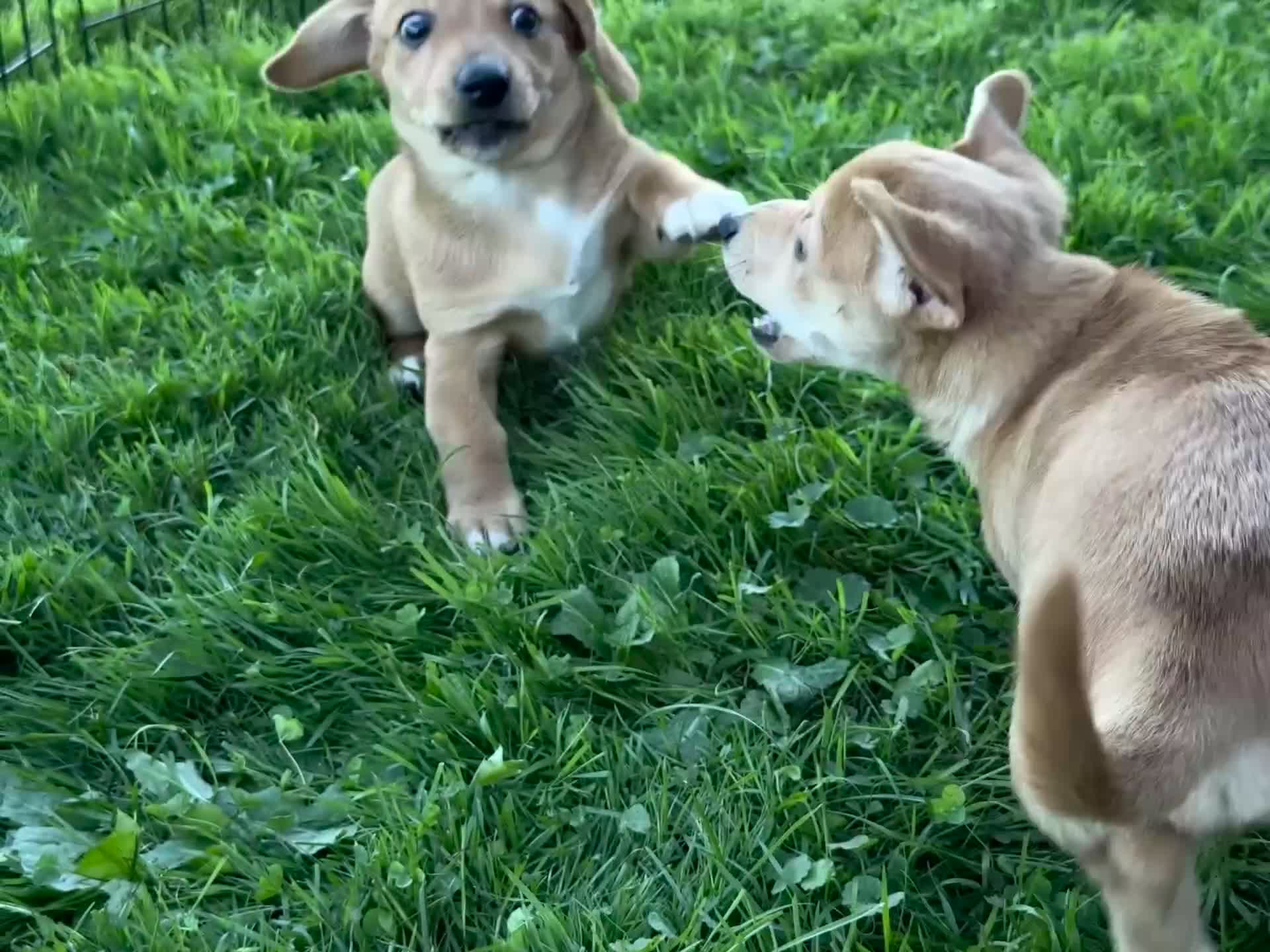Mixed Breed dogs for sale: Classic Dorgi Female - Corgi & Dachshund Mix - Video 2