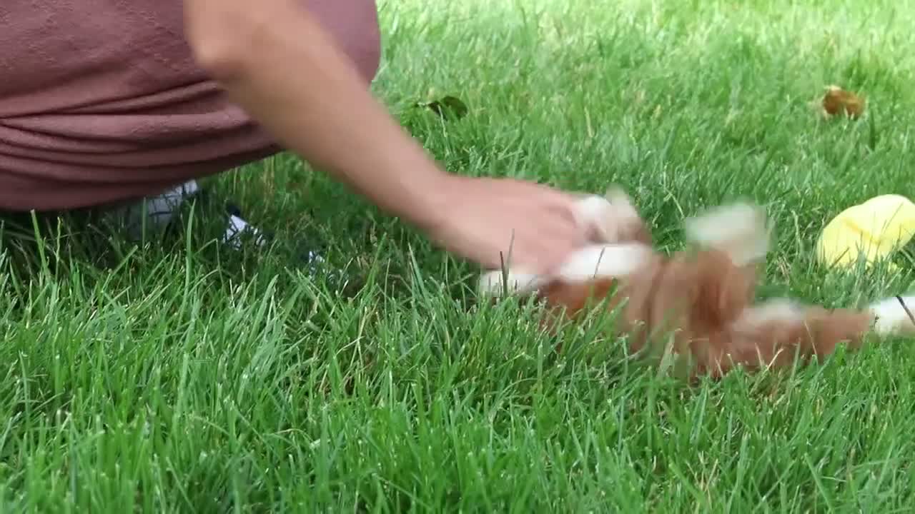 Cavapoo dogs for sale: Maverick - Video 1