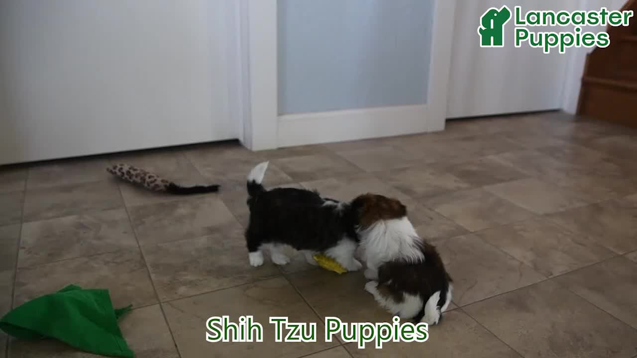 Shih Tzu dogs for sale: Fern - Video 1