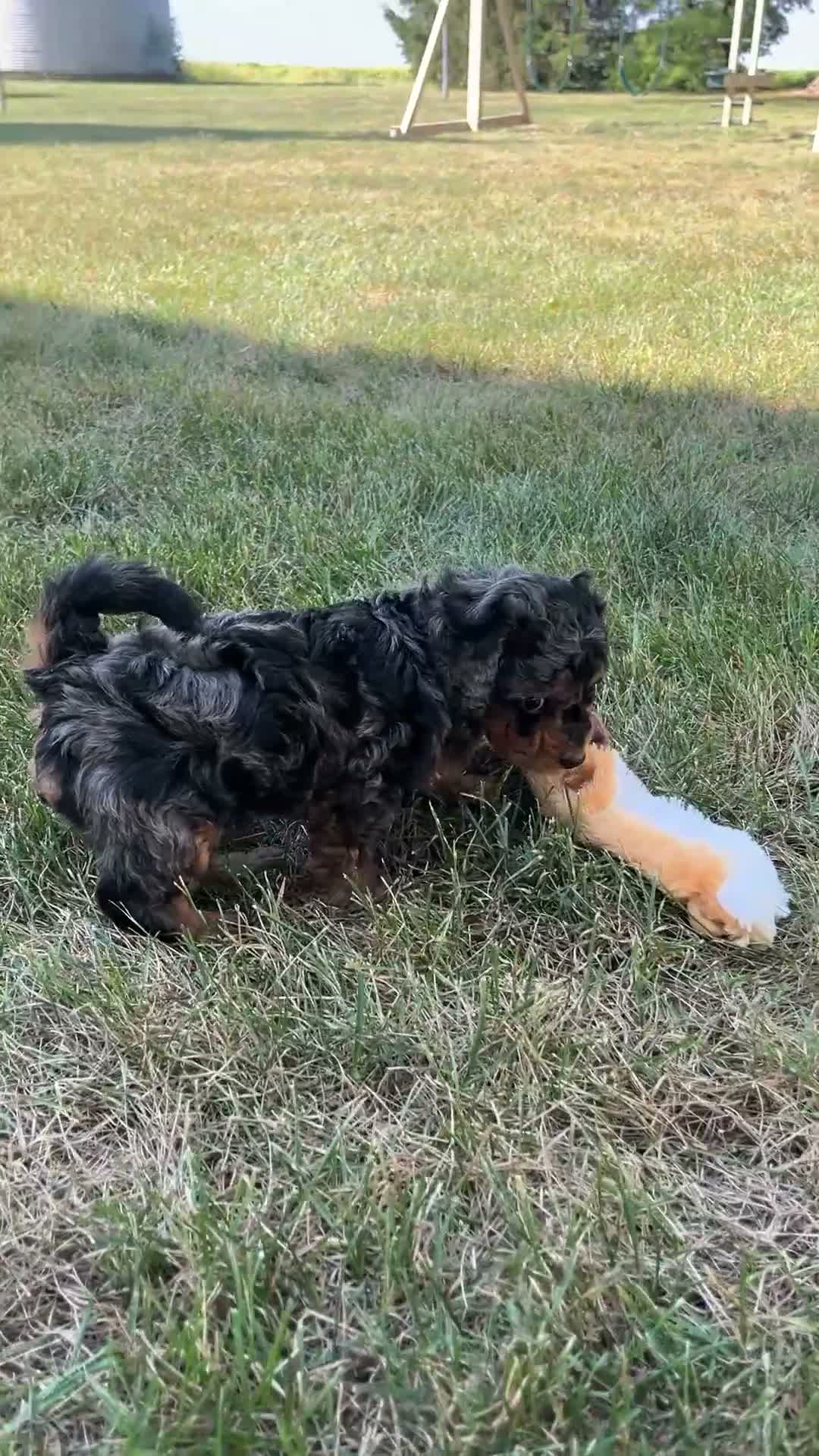 Cavapoo dogs for sale: Rusty - Video 1