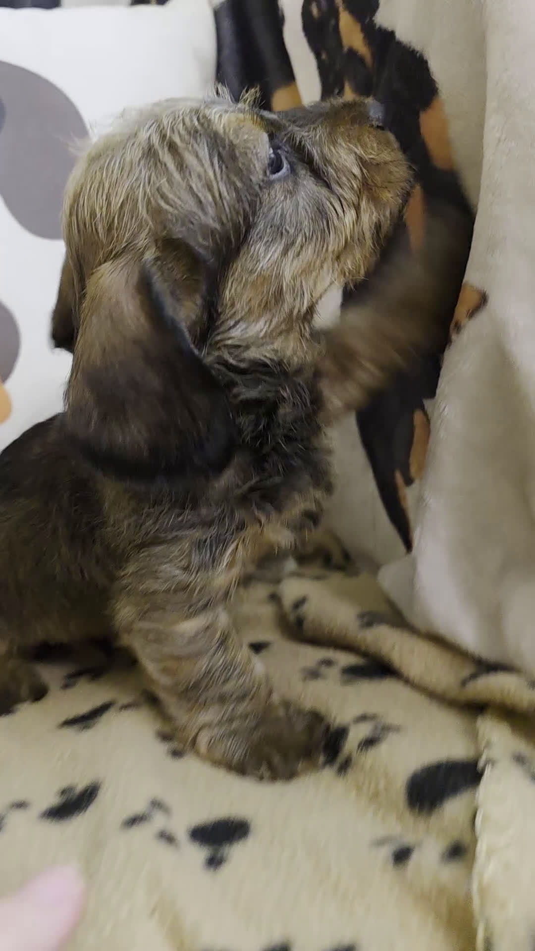 Miniature Dachshund dogs for sale: Fred - Video 1