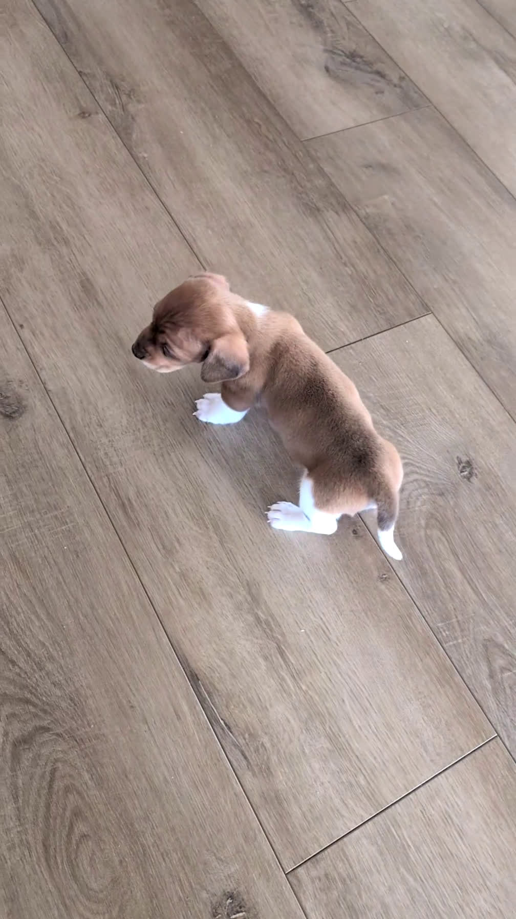 Miniature Dachshund dogs for sale: Zya - Video 1