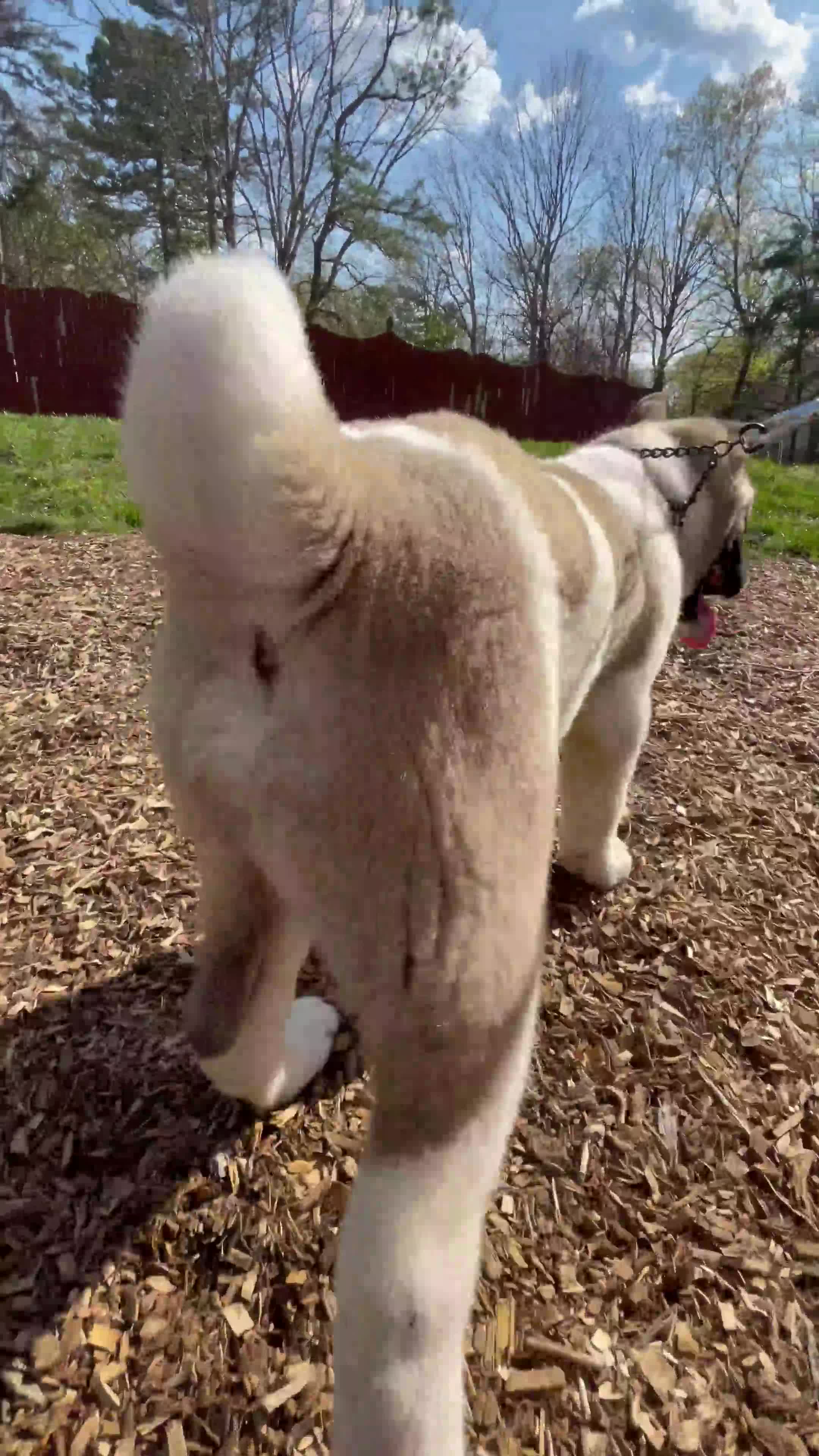 Akita dogs for sale: Akita Puppy 1 - Video 2