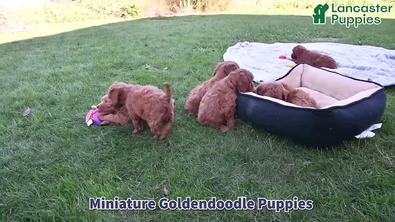 Mini Goldendoodle dogs for sale: Bella   - Video 1