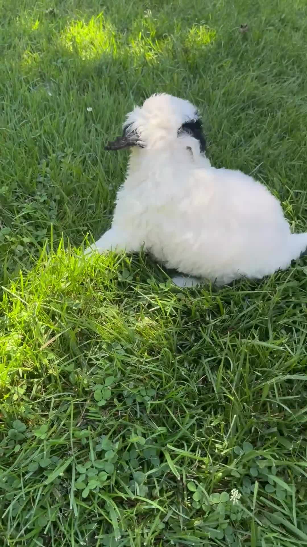 Mixed Breed dogs for sale: Snoopy - Video 2
