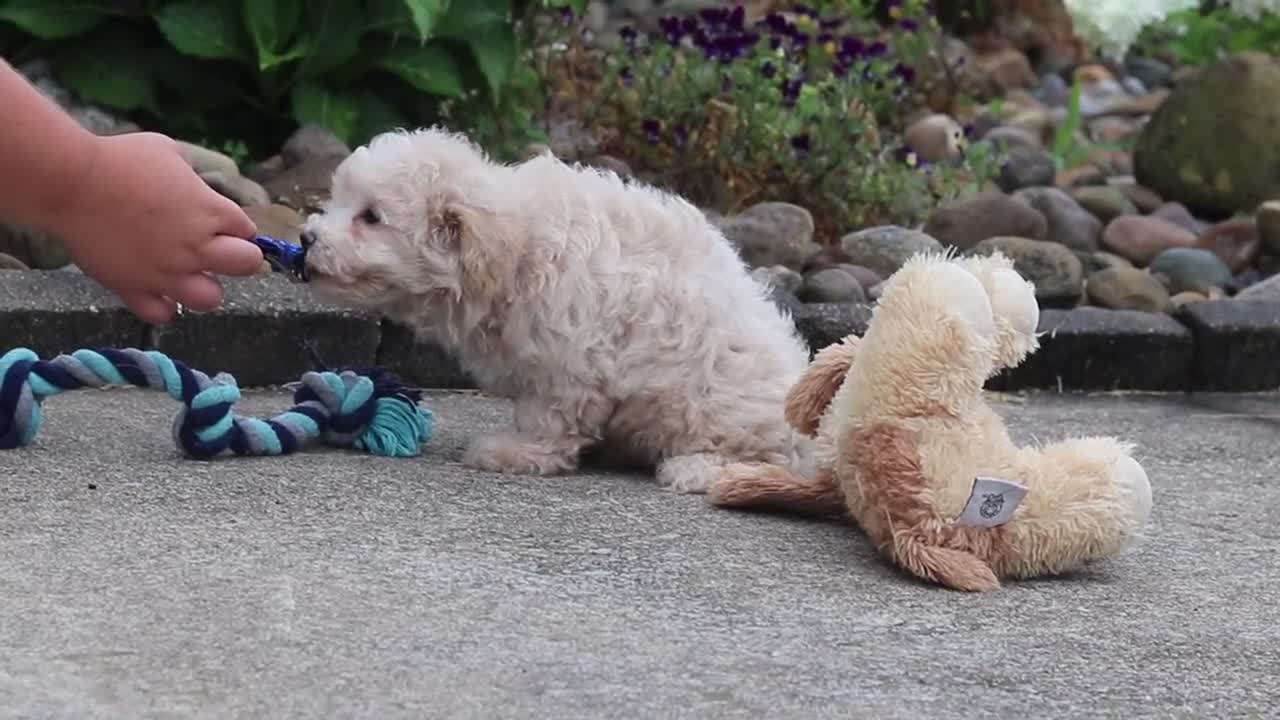 Maltipoo dogs for sale: Noah - Video 1