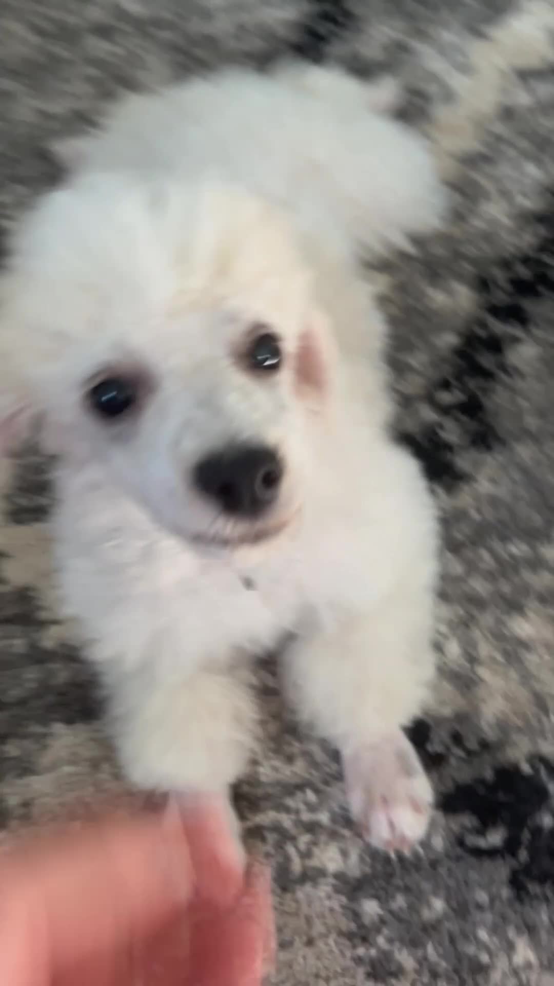 Miniature Poodle dogs for sale: Biscuit (House trained) - Video 2