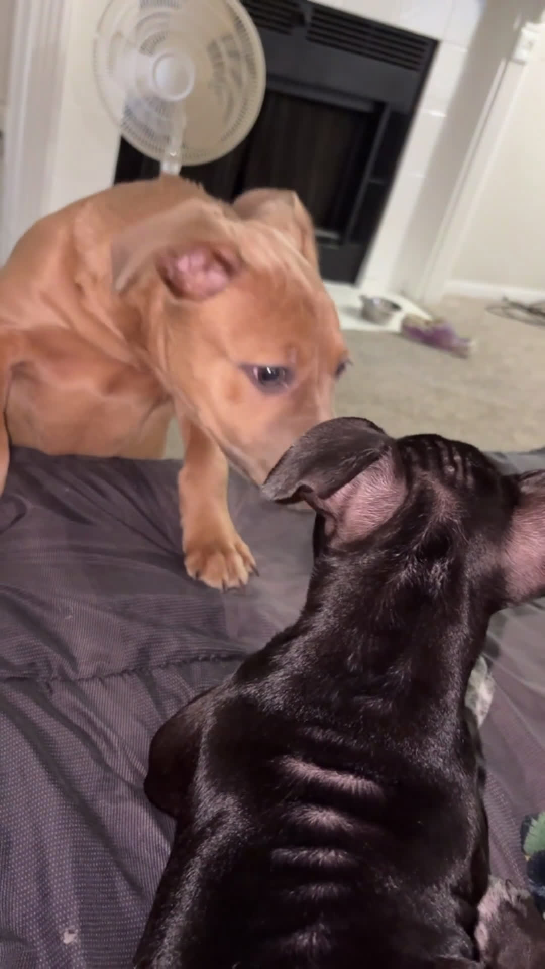 American Staffordshire Terrier dogs for sale: American Staffordshire Terrier Puppy 1 - Video 2