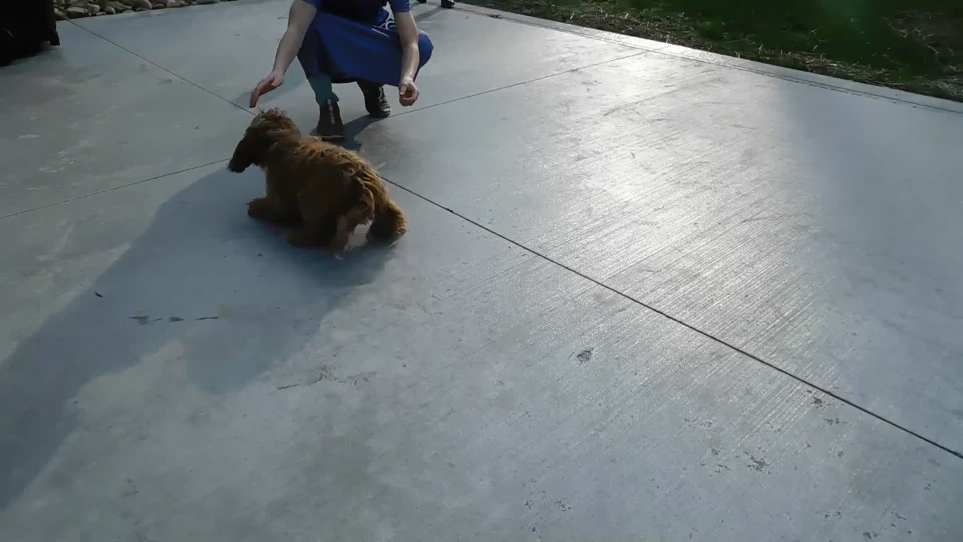 Cavapoo dogs for sale: King - Video 1