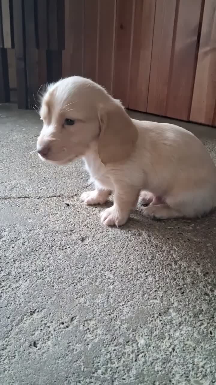 Dachshund dogs for sale: Milo - Video 1