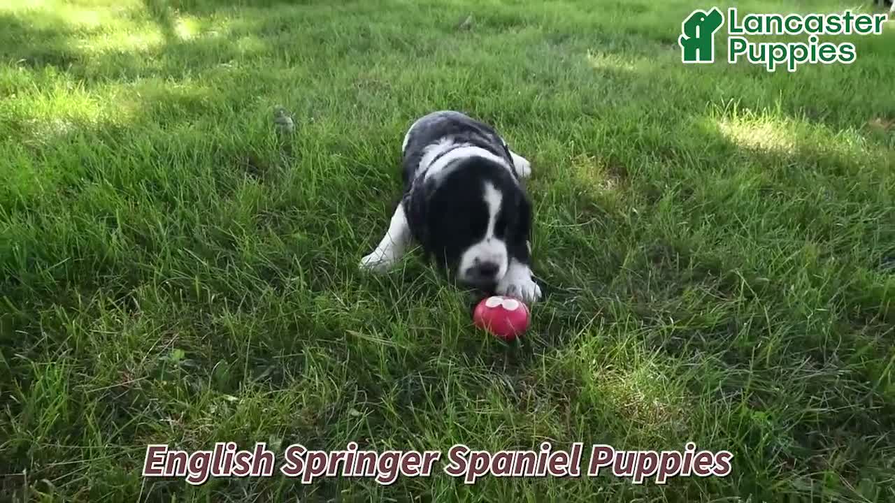 English Springer Spaniel dogs for sale: Wafer  - Video 1