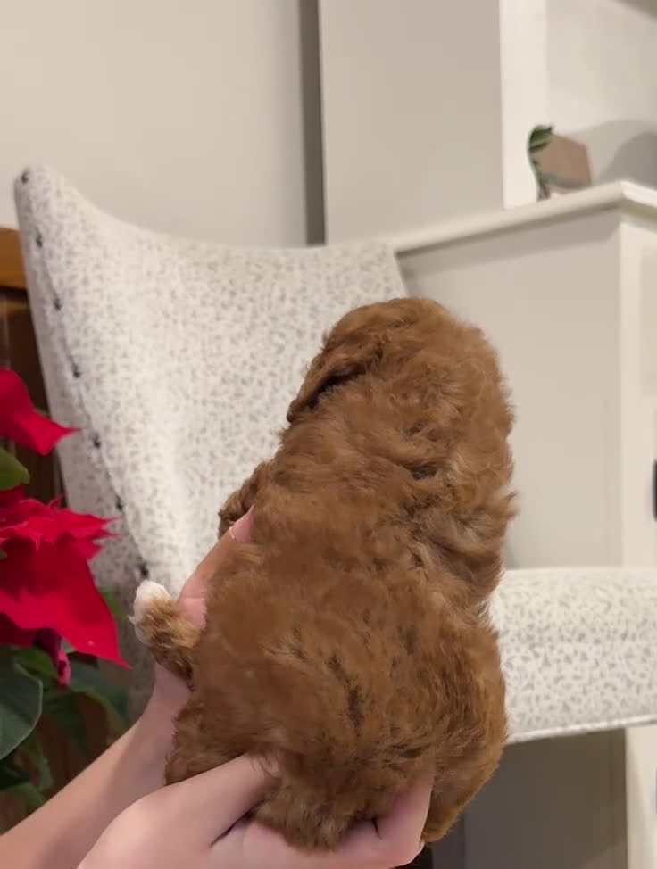 Miniature Poodle dogs for sale: Jazzy - Video 3