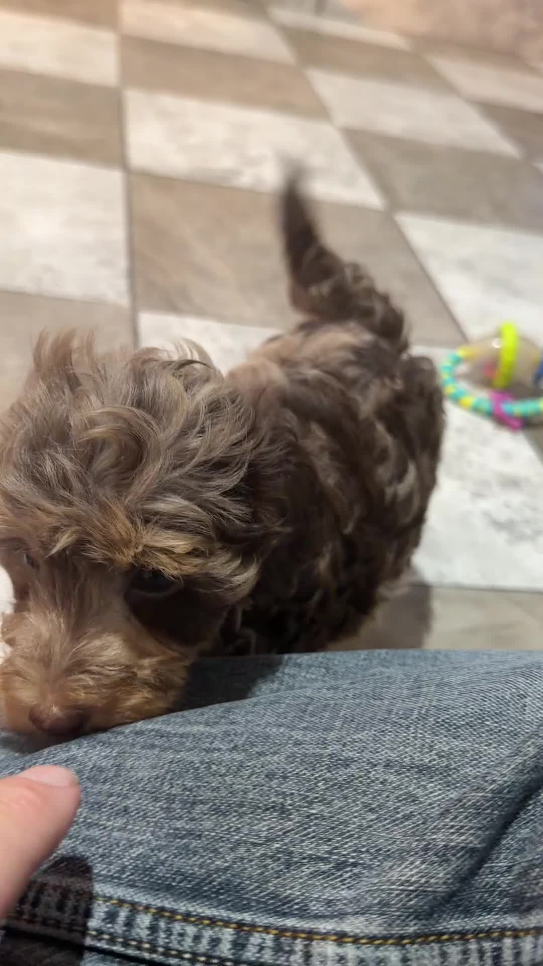 Doxiepoo dogs for sale: Faith - Video 1