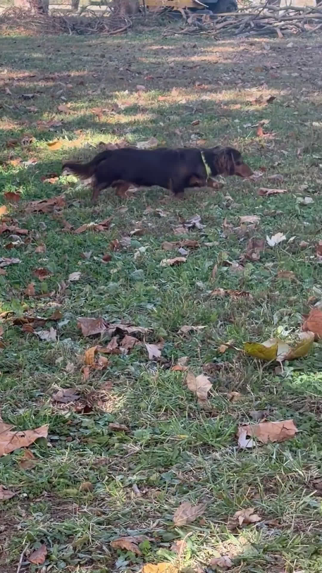 Miniature Dachshund dogs for sale: Miniature Dachshund Puppy 1 - Video 1