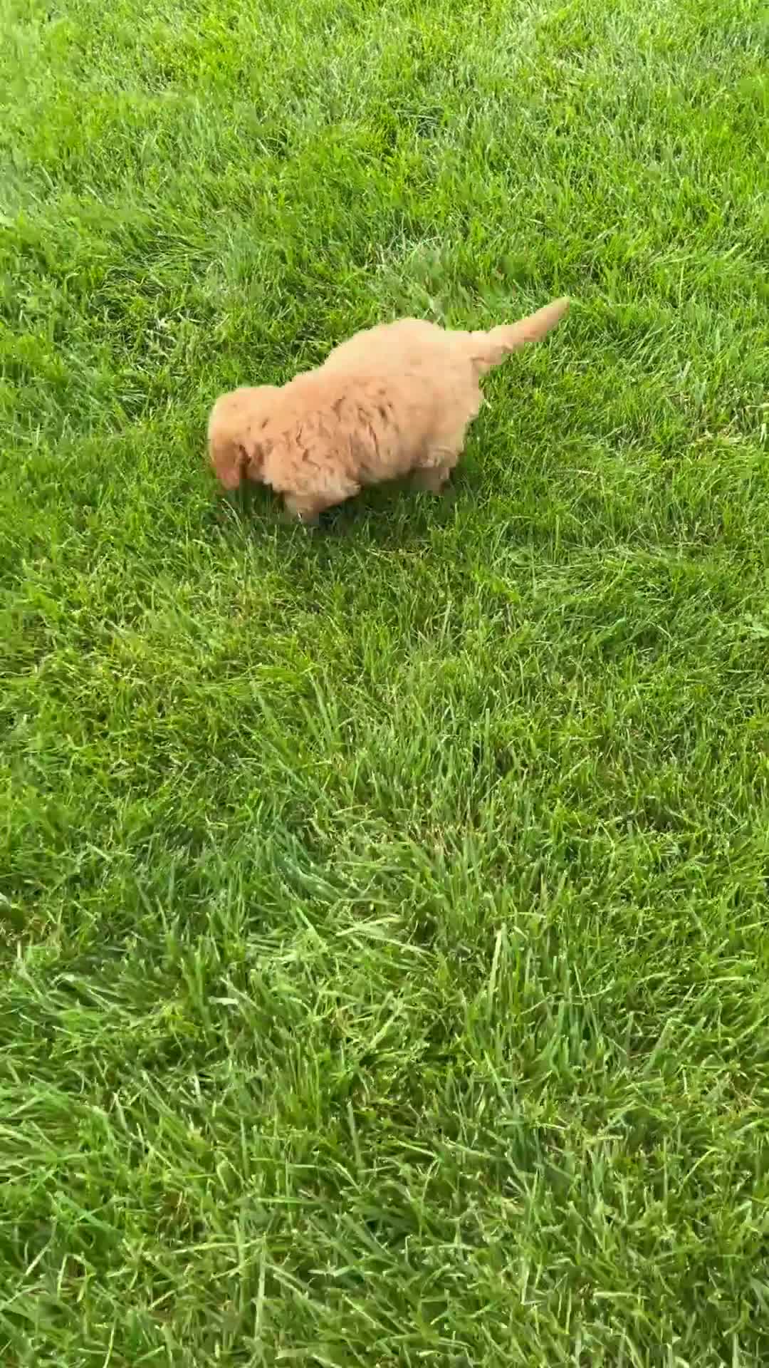 Miniature Labradoodle dogs for sale: Kate - Video 9