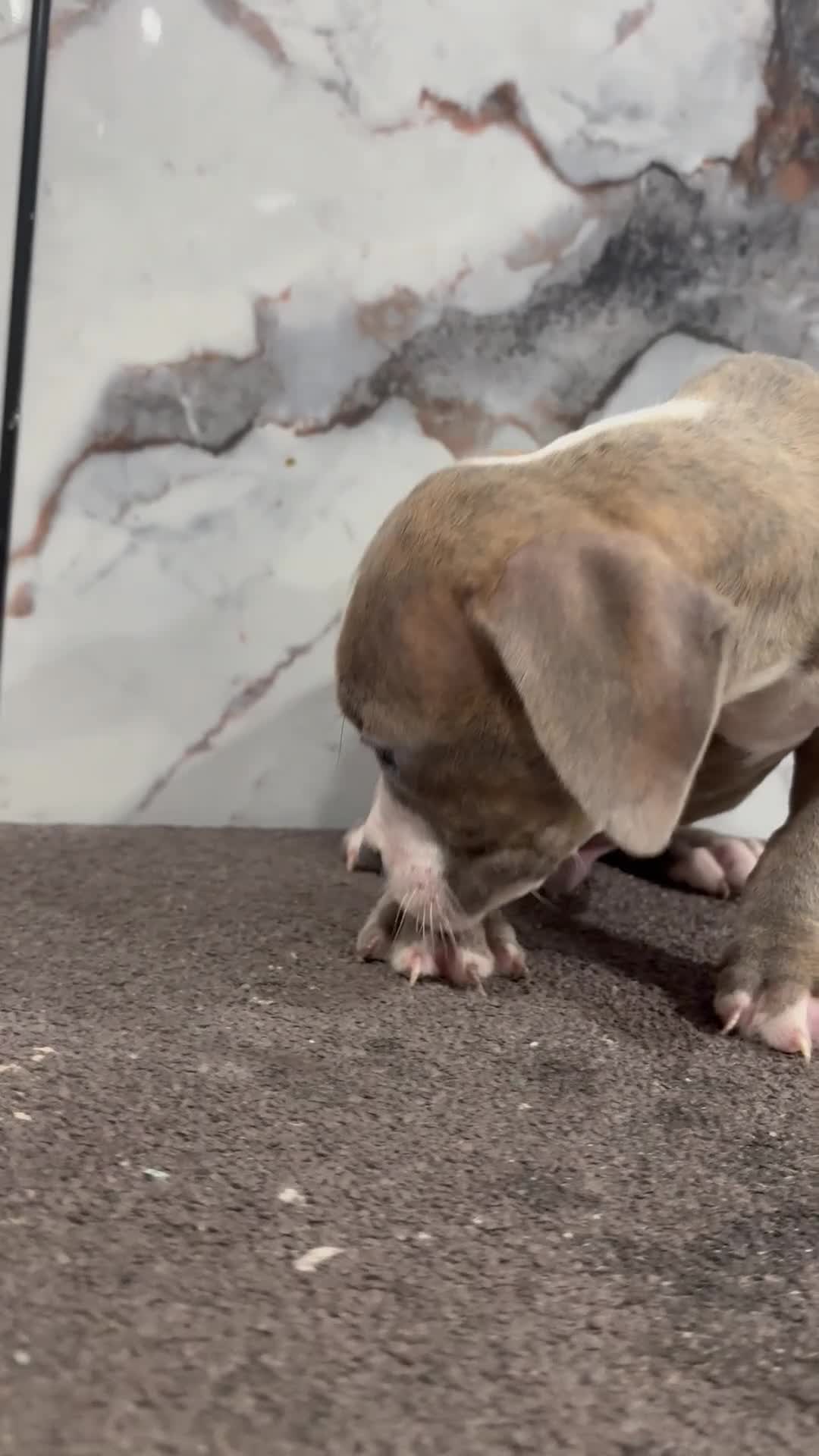 American Bully dogs for sale: Brindle  - Video 1