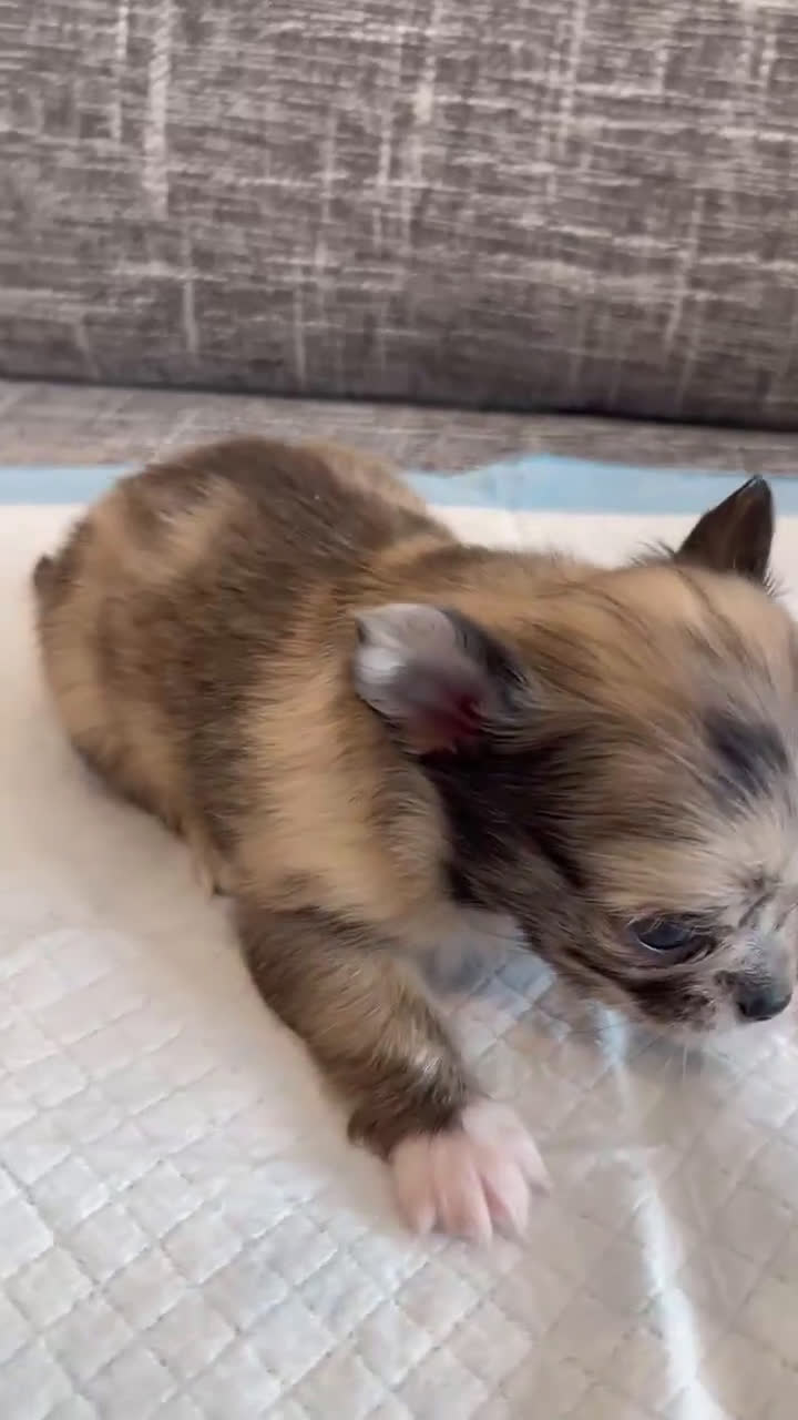 Chihuahua dogs for sale: Parker - Video 1