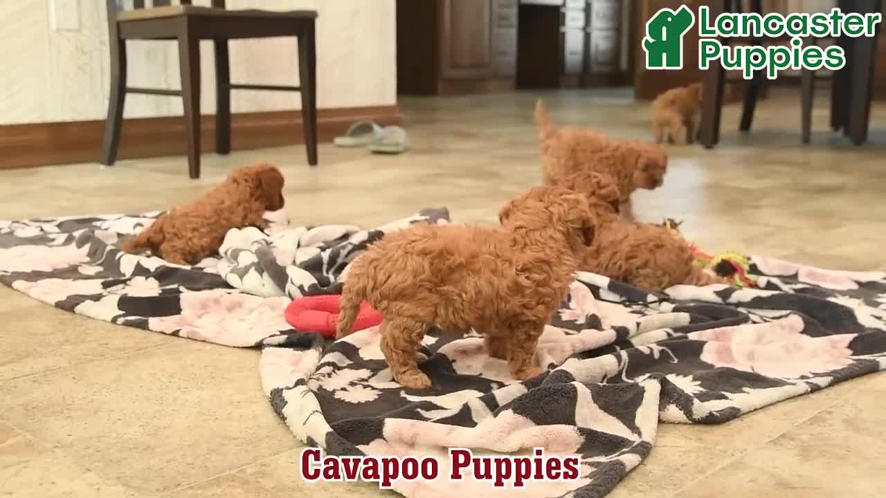 Cavapoo dogs for sale: Taffy  - Video 1